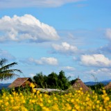 ปอเทือง ณ บ้านต้นส้าน หมู่ 6 ตำบลสันทราย อ.ฝาง จ.เชียงใหม่