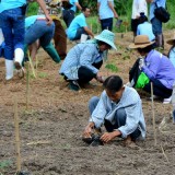 โครงการปลูกต้นไม้ 12 สิงหามหาราชินี