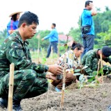 โครงการปลูกต้นไม้ 12 สิงหามหาราชินี