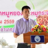 โครงการส่งเสริมอาชีพทำหมูหยองและหมูกระจก