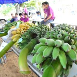 งานวันเกษตร ประจำปี 2557