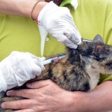 โครงการสัตว์ปลอดโรค คนปลอดภัยจากโรคพิษสุนัขบ้า